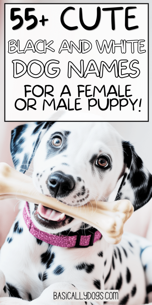 55+ Black and White Dog Names_ Easy Ideas That Are Cute, Pretty, Unique, and Rare 4