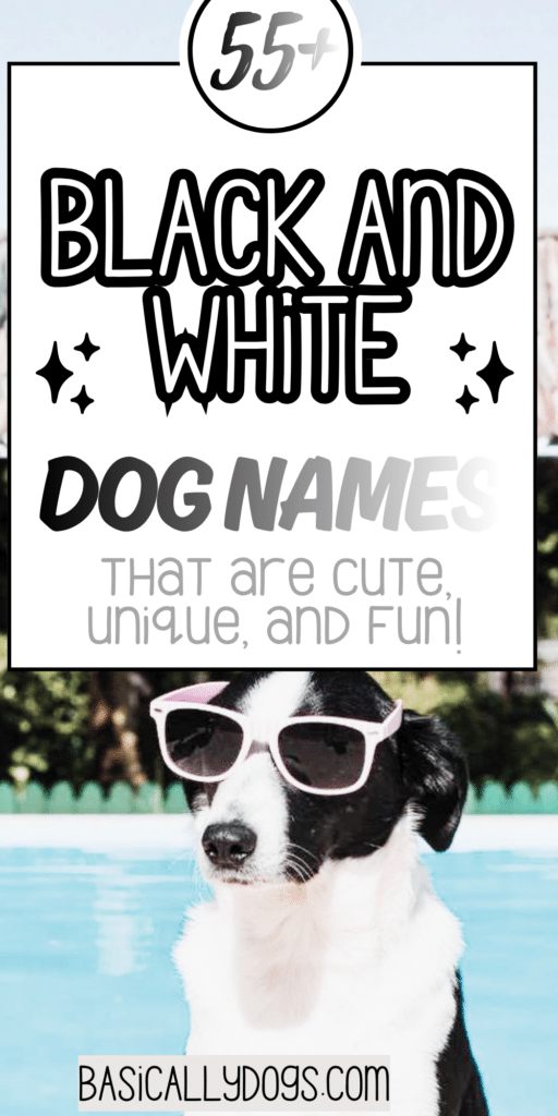 55+ Black and White Dog Names_ Easy Ideas That Are Cute, Pretty, Unique, and Rare 5