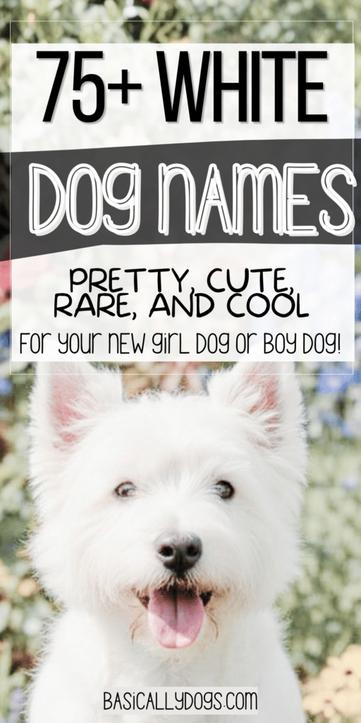 75+ White Dog Names for a Female or Male (Pretty, Cute, Cool, Unique, and Rare) 1