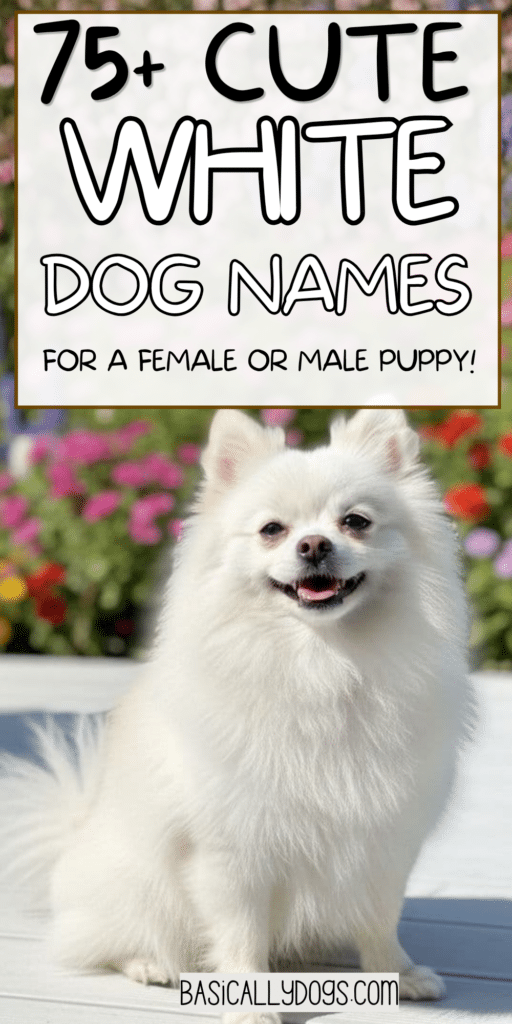 75+ White Dog Names for a Female or Male (Pretty, Cute, Cool, Unique, and Rare) 2