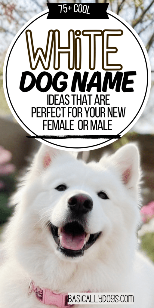 75+ White Dog Names for a Female or Male (Pretty, Cute, Cool, Unique, and Rare) 3