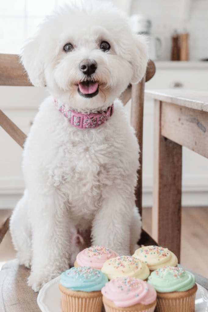 white dog sitting in front of cupcakes