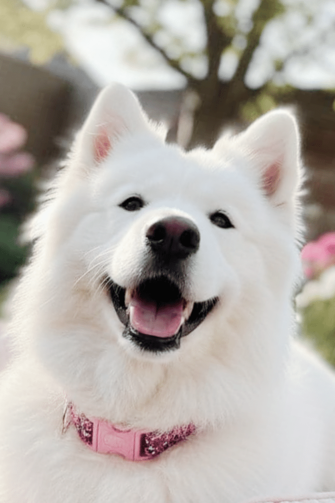 white dog sitting in yard outside