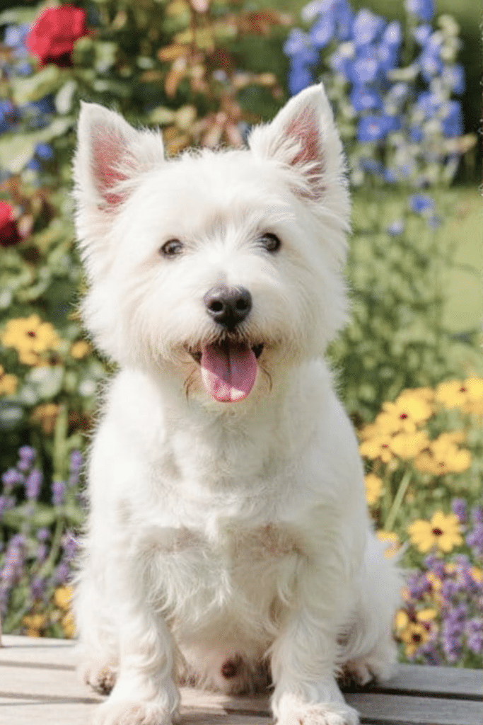 white dog sitting on deck in front of flowers