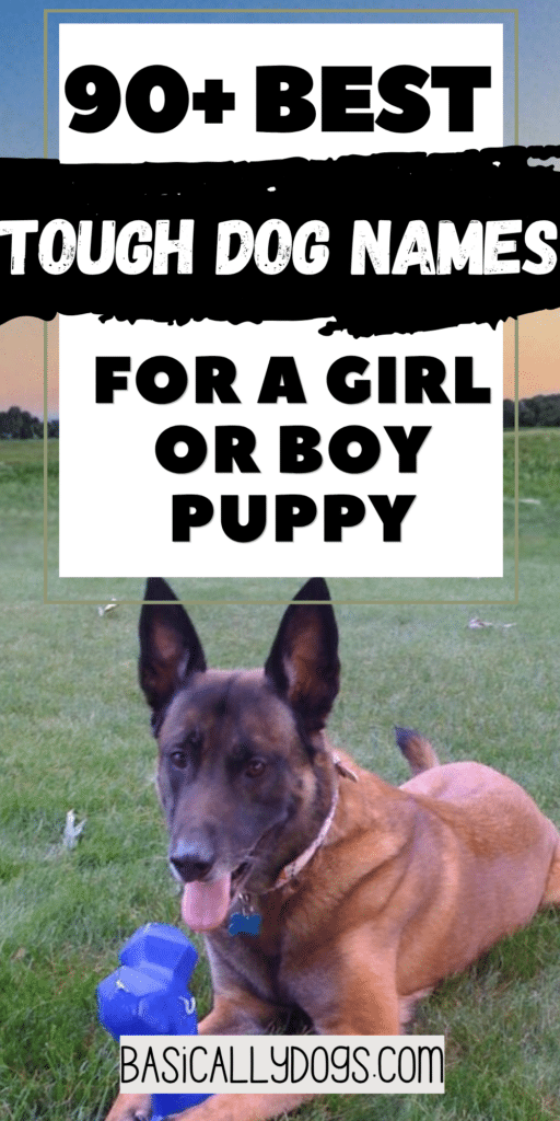 90+ Tough Dog Names for Male & Female Puppies _ Best Picks 2
