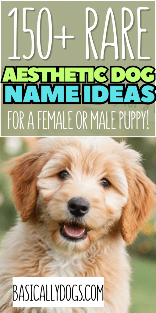 Happy Golden Retriever puppy sitting in a backyard with text overlay "150+ Aesthetic Dog Names for Girl & Boy Puppies