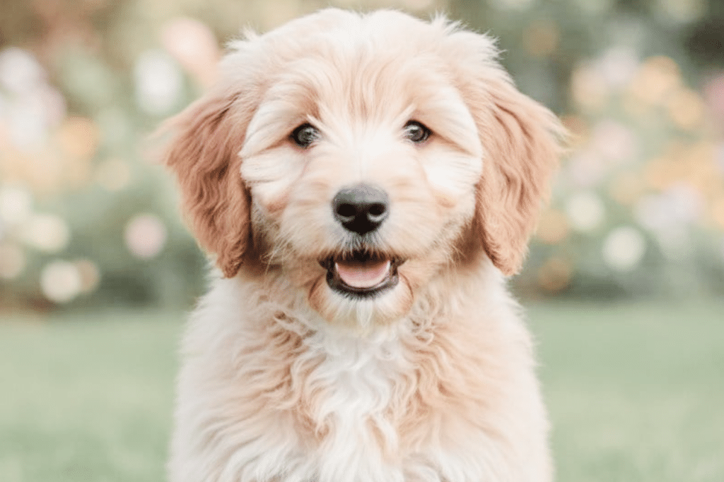 Cute golden retriever sitting in a yard