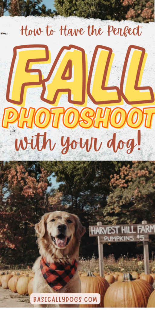 Fall Dog Photoshoot_ Easy Ideas for Sweet Autumn Memories 4