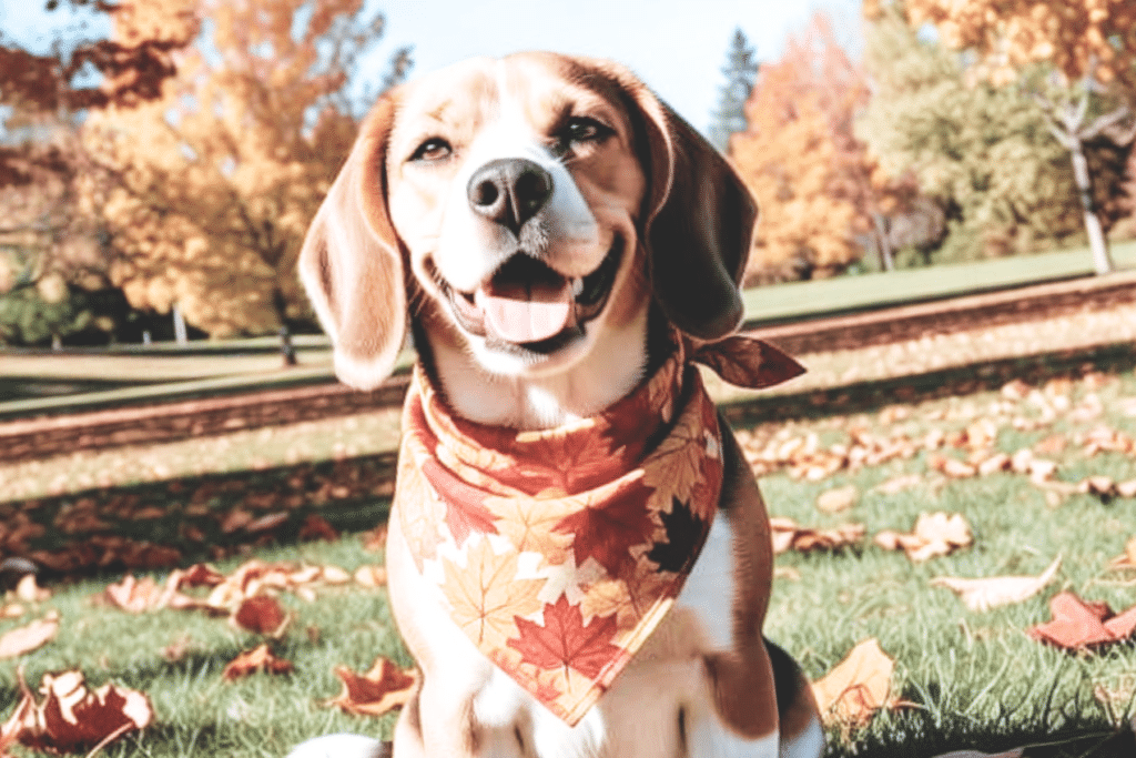 a beagle dog posing for a fall dog photoshoot in the park
