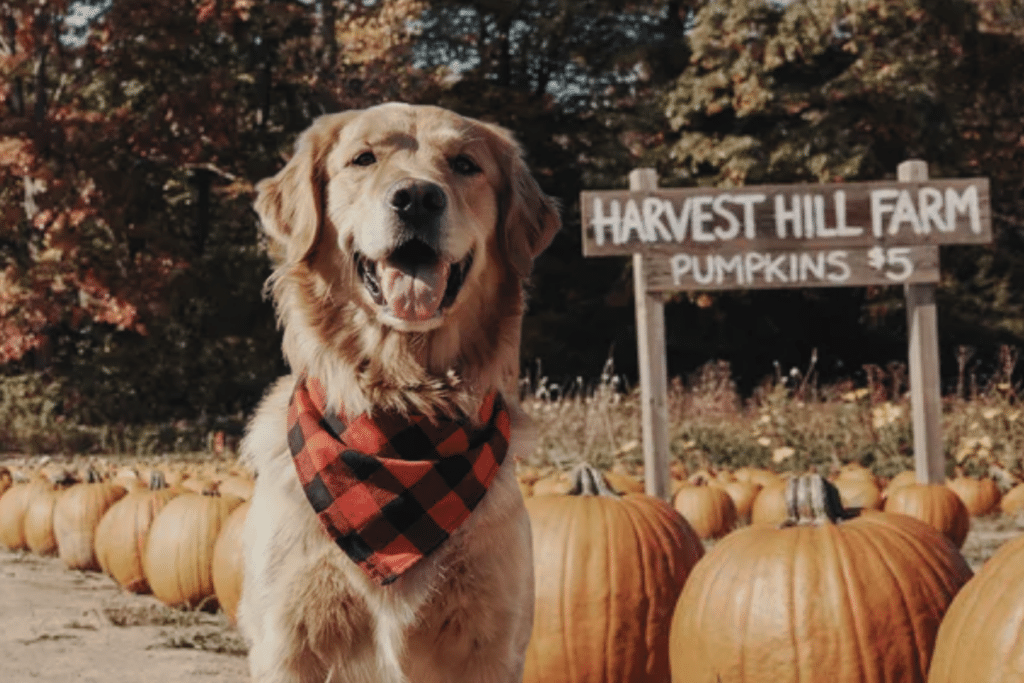 a happy golden retriever wearing a cute fall dog banana in plaid standing in a pumpkin patch for a fall photoshoot