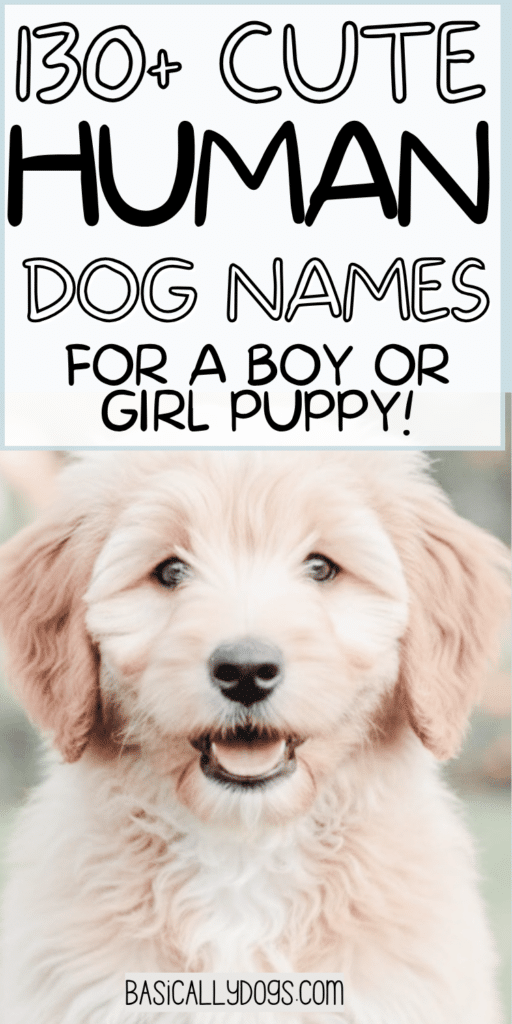 130+ Human Dog Names_ Unique, Silly, Funny, and Cool Names for a Male or Female 2