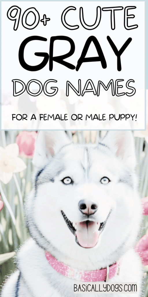 90+ Gray Dog Names_ Unique, Cute, Rare, and Cool Names for a Male or Female 2