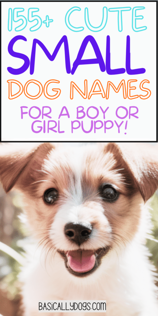 155+ Small Dog Names_ Unique, Silly, Rare, and Funny Names for a Male or Female 2