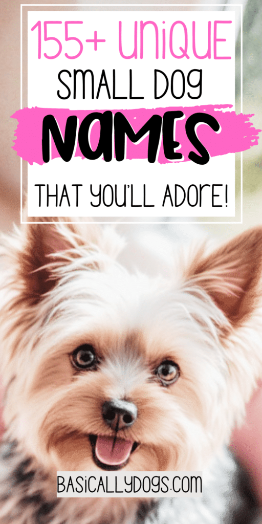 155+ Small Dog Names_ Unique, Silly, Rare, and Funny Names for a Male or Female 4