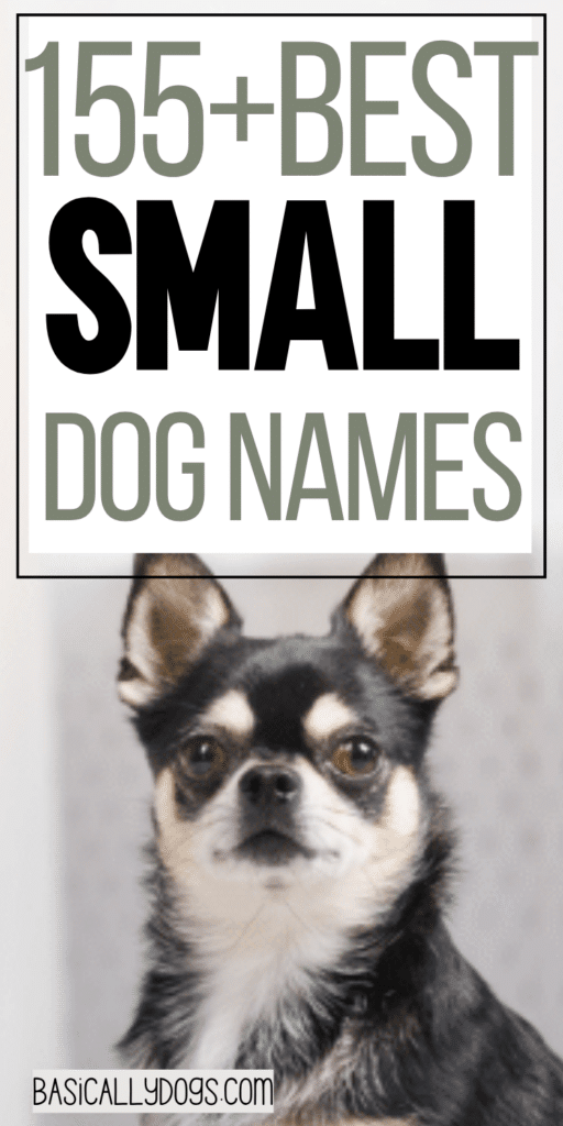 155+ Small Dog Names_ Unique, Silly, Rare, and Funny Names for a Male or Female 5
