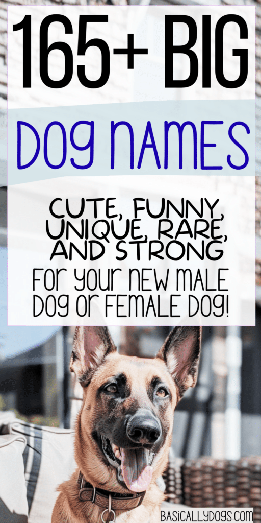 165+ Big Dog Names_ Strong, Cute, Funny, and Unique Ideas for Male and Female Dogs 1