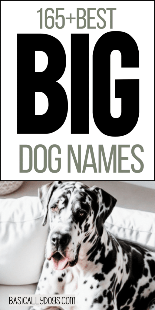 165+ Big Dog Names_ Strong, Cute, Funny, and Unique Ideas for Male and Female Dogs 2