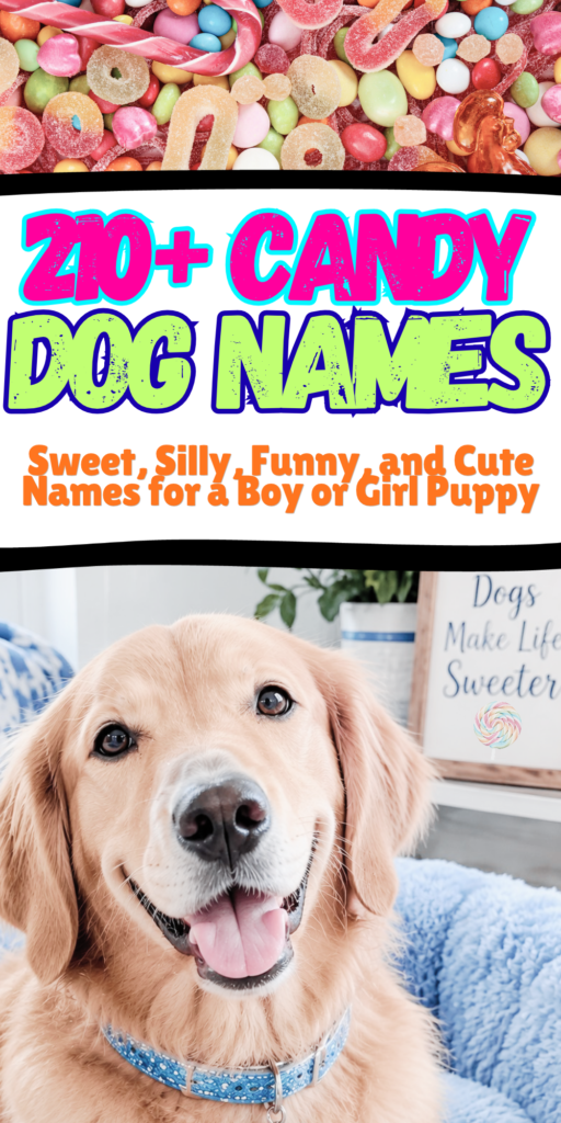 210+ Candy Dog Names_ Sweet, Silly, Funny, and Cute Names for a Boy or Girl Puppy 1