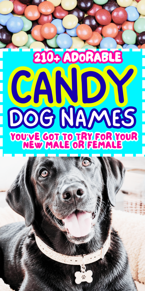 210+ Candy Dog Names_ Sweet, Silly, Funny, and Cute Names for a Boy or Girl Puppy 5