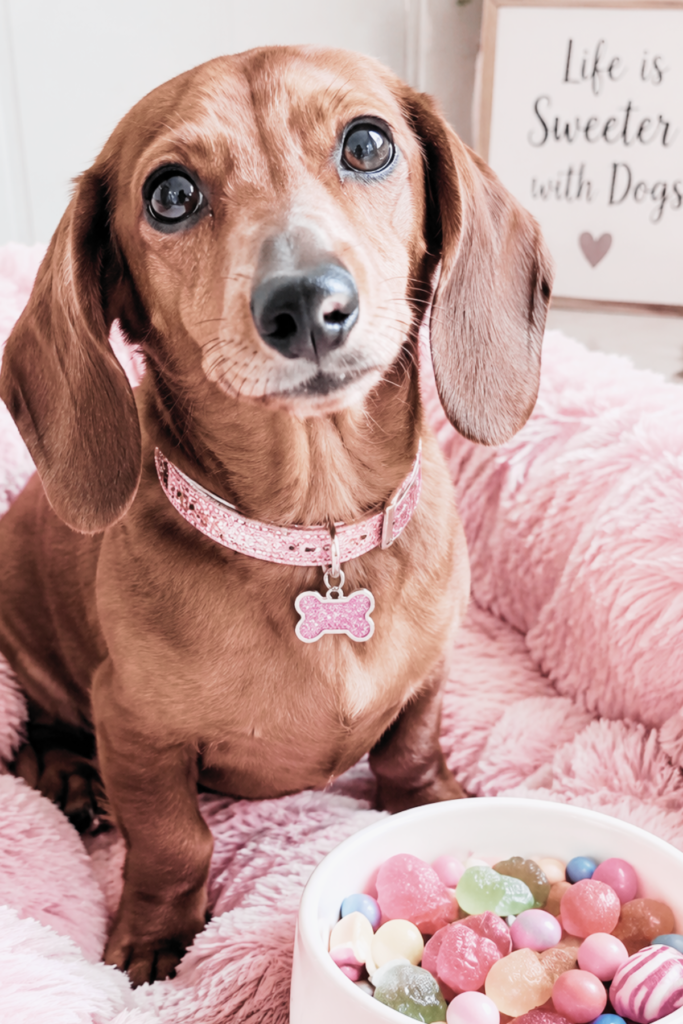 A weiner dog looking at the camera next to a bowl of candy