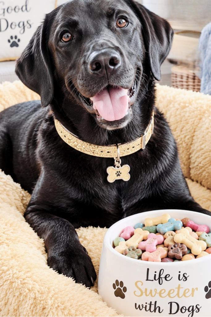 a black Labrador sitting next to a bowl of candy