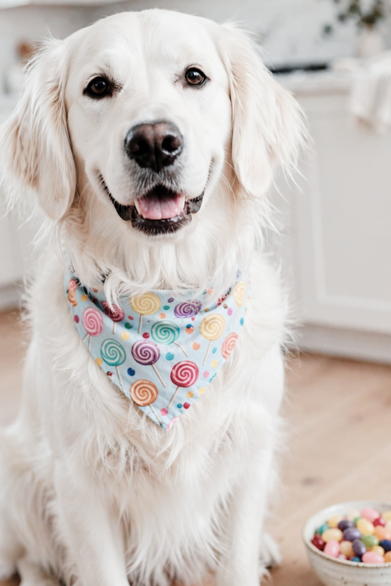a golden retriever sitting next to a bowl of candy wearing a candy bandana sitting in a modern kitchen