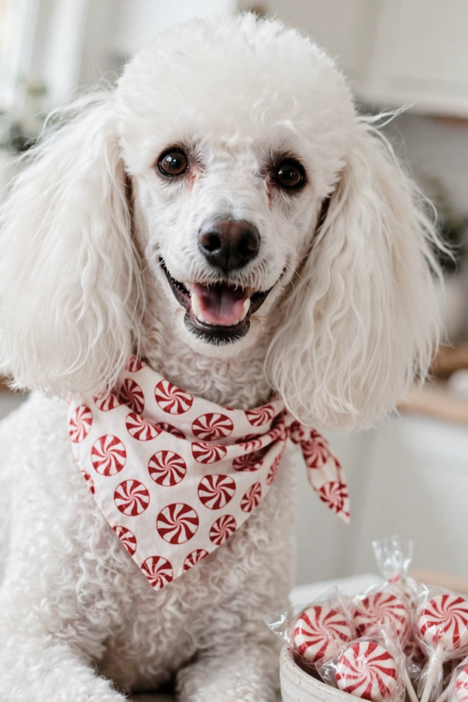 a poodle looking at the camera next to a bowl of peppermint candy wearing a bandana with peppermints